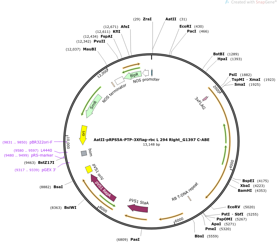 AatII-pRPS5A-PTP-3Xflag-rbc